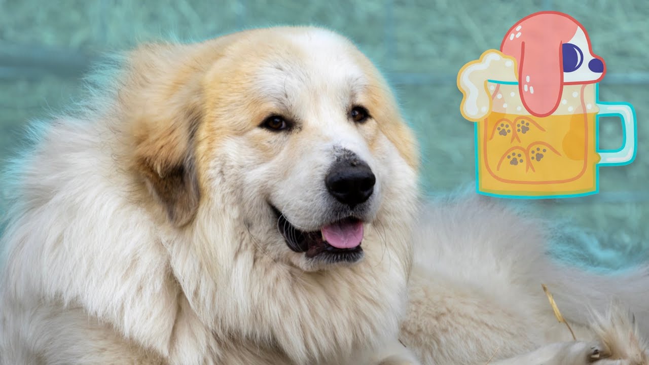 The Livestock Guardian Dog Problem
