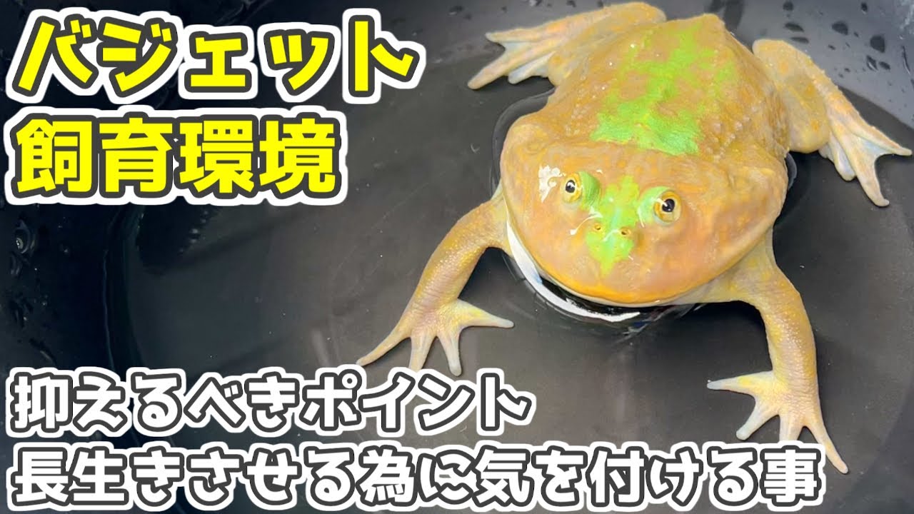 プロが教えるバジェットガエルを長生きさせる為に抑えるべきポイントと飼育環境・飼育方法 マルメタピオカガエル バジェットフロッグ