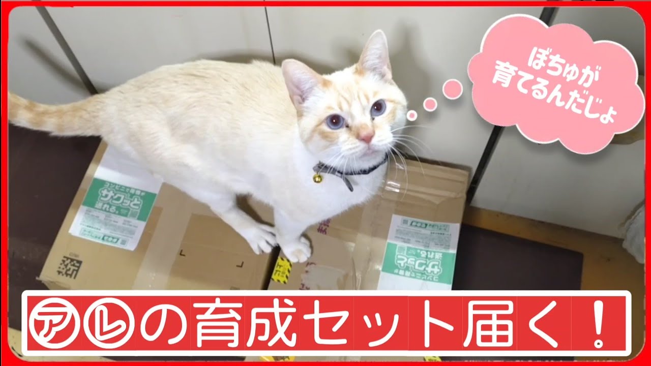 【◯◯育成セット届く】届いた箱を開けてみたら…。20260221、カラス＆四つ足クインテット（仮）