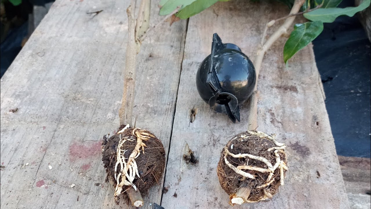 Capsula para Alporquia um resultado Fenomenal!