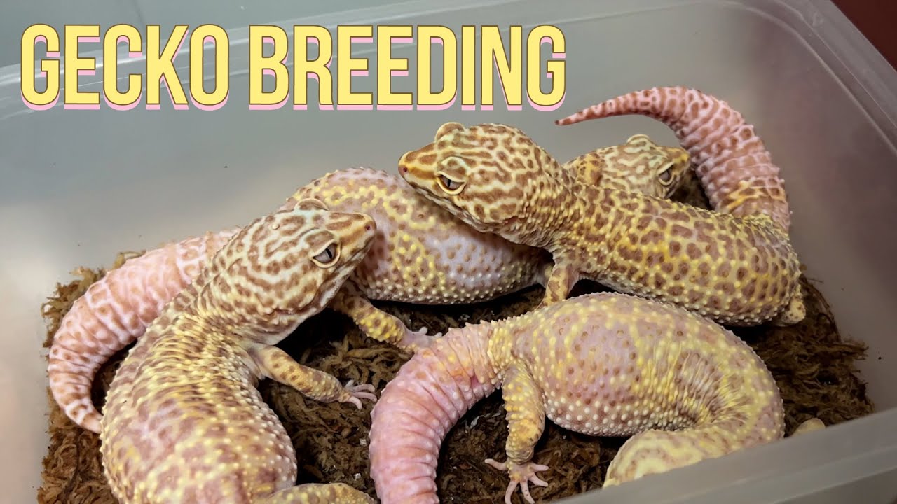 BREEDING LEOPARD GECKOS - 2022 Season