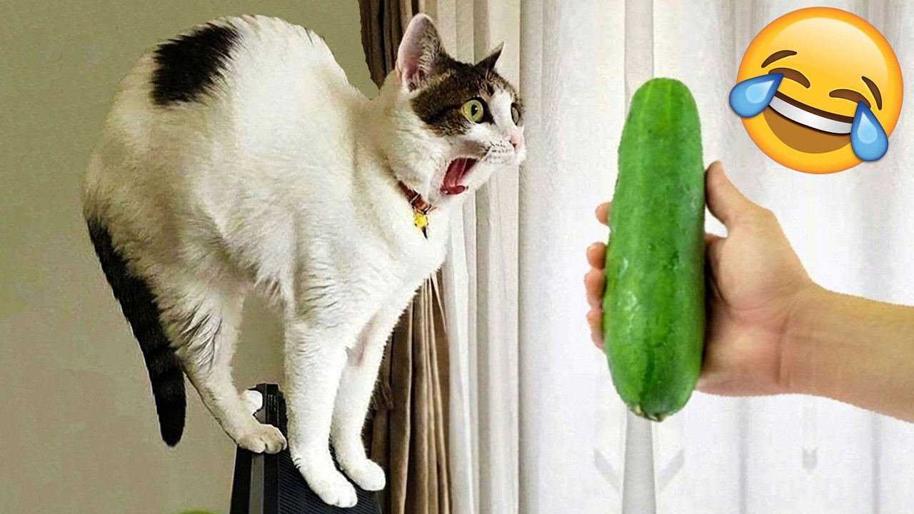 Смеешься — проигрываешь 😹 Самые смешные кошки и собаки 2026 😂🤣 Часть 1