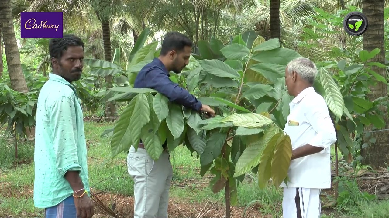 ತೆಂಗಿನ ತೋಟದಲ್ಲಿ ಕೋಕೋ - ಕಾಳುಮೆಣಸು - ಜಾಯಿಕಾಯಿ - ಶ್ರೀ ಪ್ರಭುಸ್ವಾಮಿ | Black Pepper and Nutmeg in Coconut