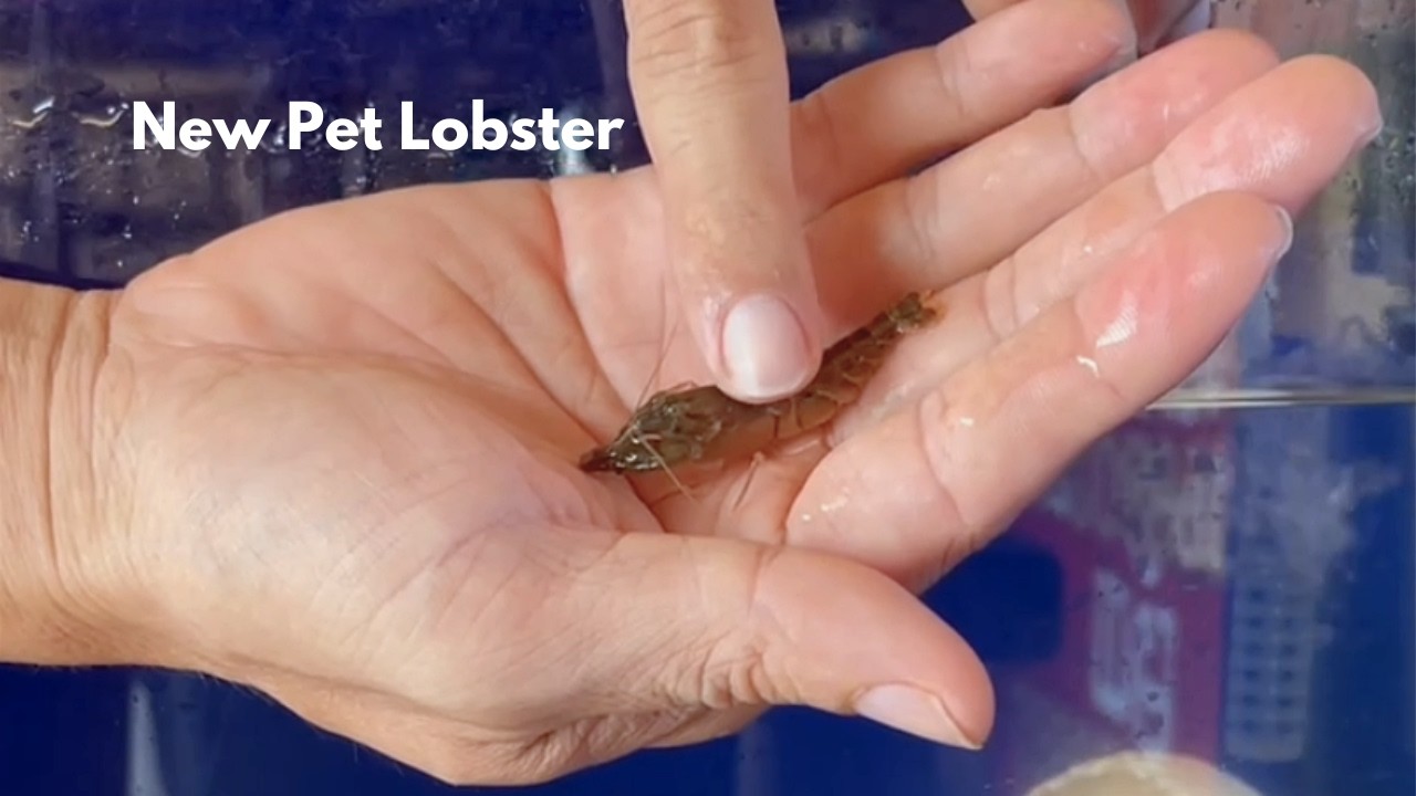 Raising a Lobster as a Pet | How to care for tide pool creatures