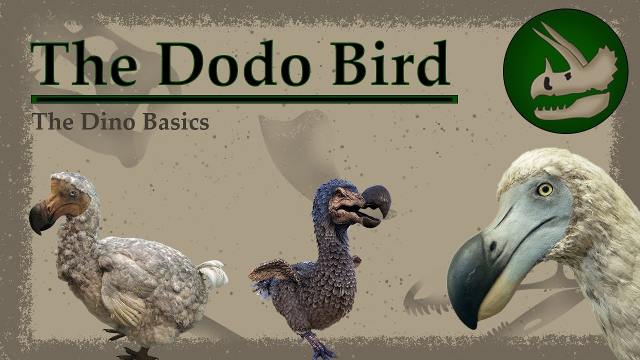 Dodo Bird | Evolution's Punching Bag | Dino Basics