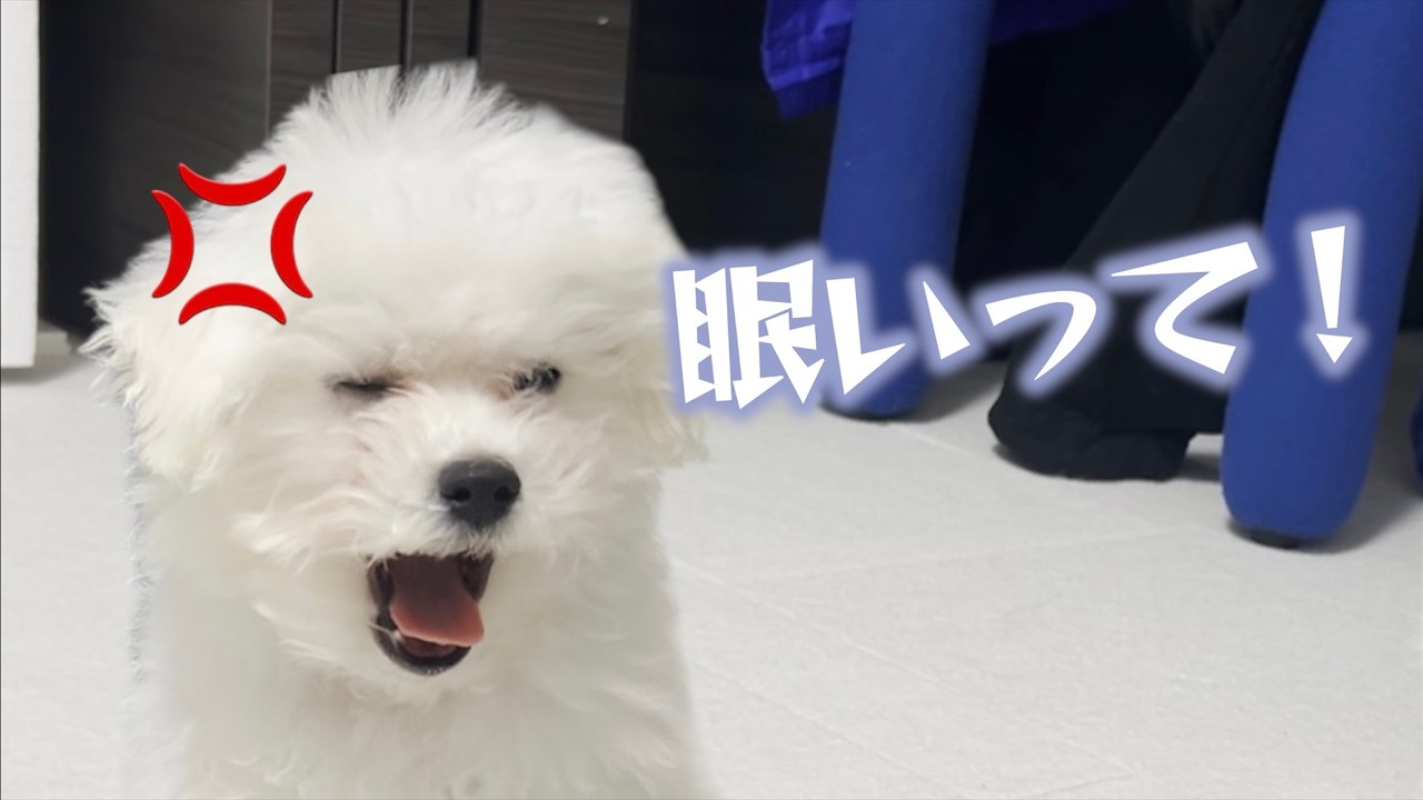 基本的に眠い犬と主【ビションフリーゼ】