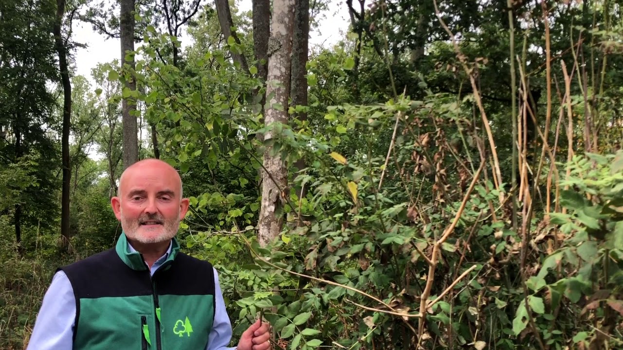 Updated guidance for managing woodland with ash dieback