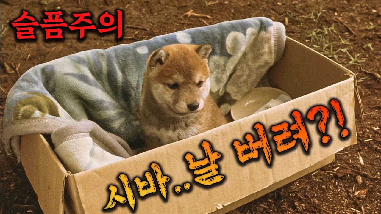 (이게 실화랍니다) 인간에게 버림받은 천재 강아지가 극한의 상황 속에서 인간을 살려내기 위해 벌이는 눈물겨운 일들!! [영화리뷰/결말포함]