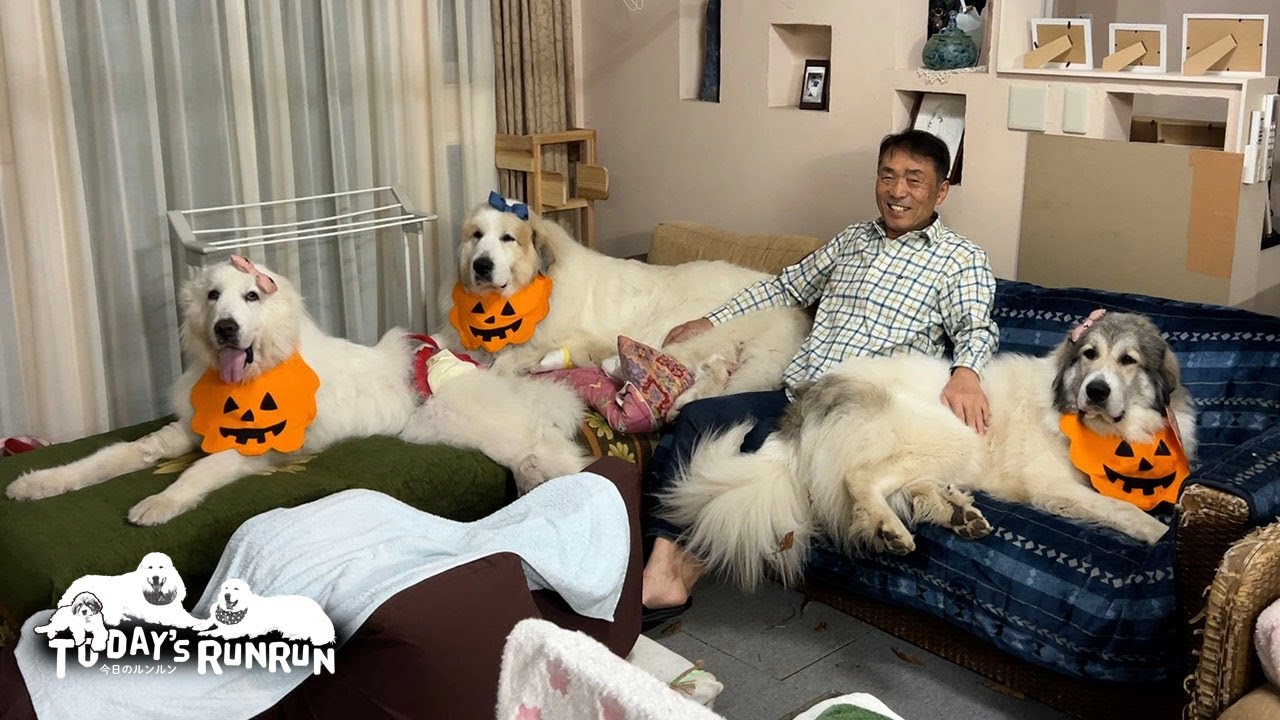 ハロウィンスタイでおやつをもらったルンルンとアランとベルです　Great Pyrenees　グレートピレニーズ