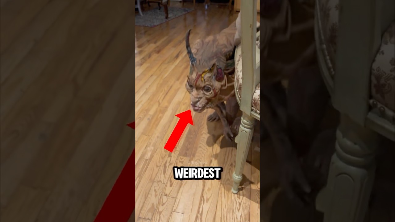 TOP 3 WEIRDEST ANIMAL PHENOMENA😱😨
