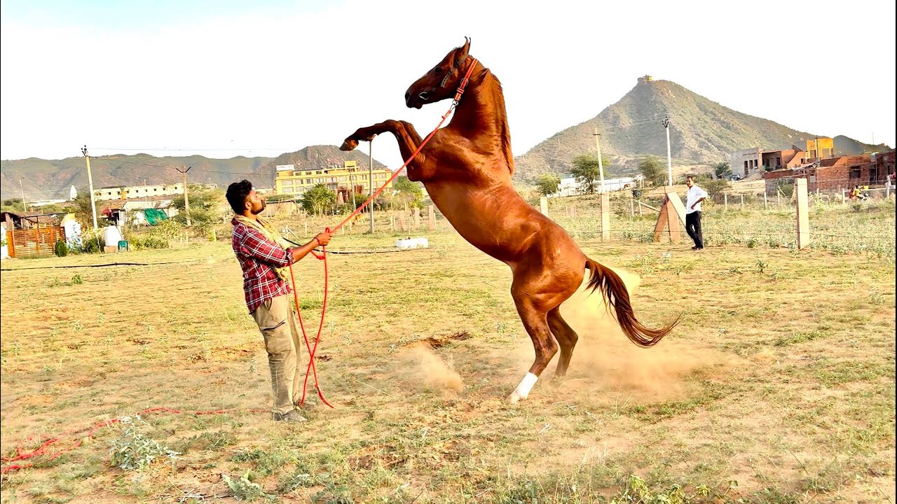 Marwari Ghode Ko Exercise Kaise Karayein? Messi Ka Real Example | #horse #घोड़ेकीदेखभाल #horsevlog 