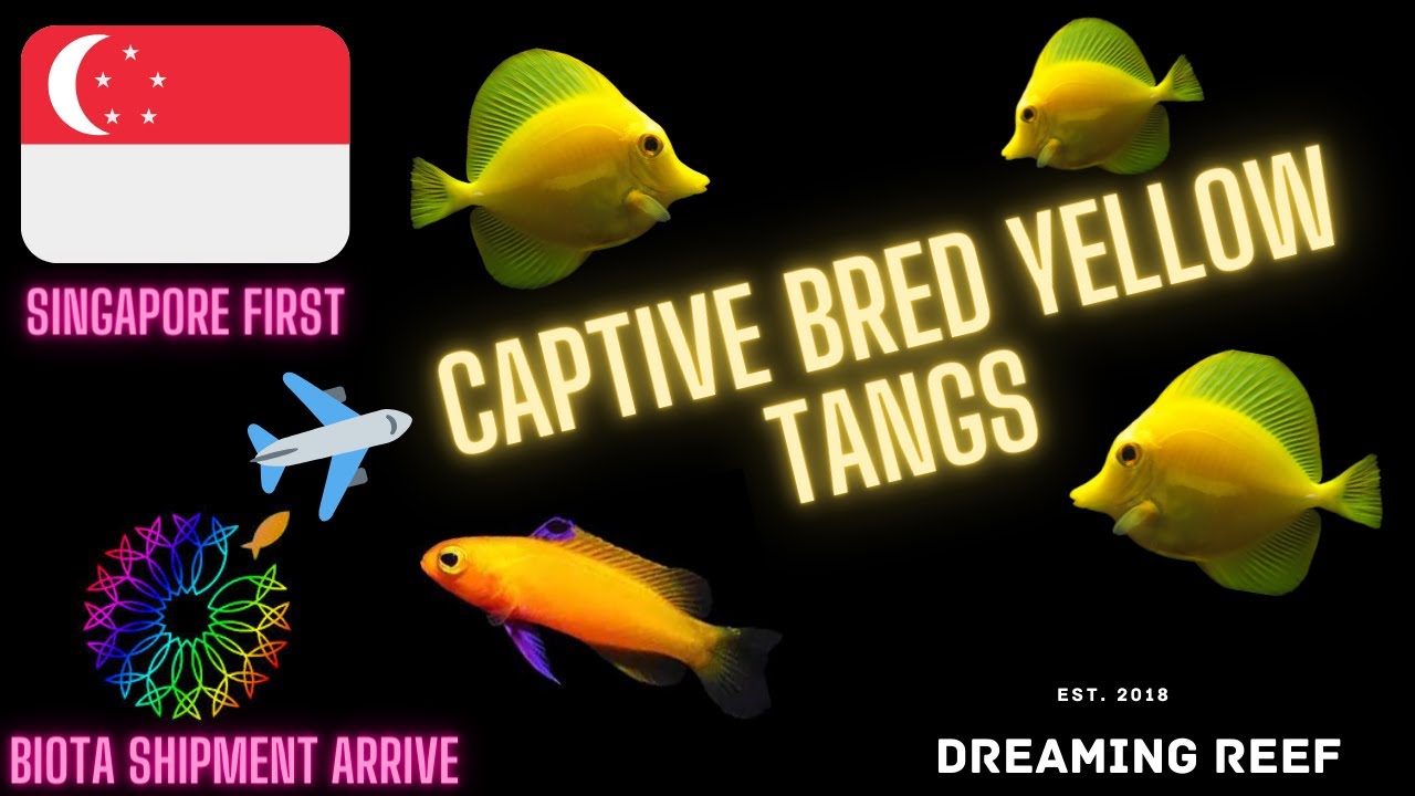 First Ever Captive Bred Yellow Tangs (Biota Aquarium) In Singapore + Rare fish !!!