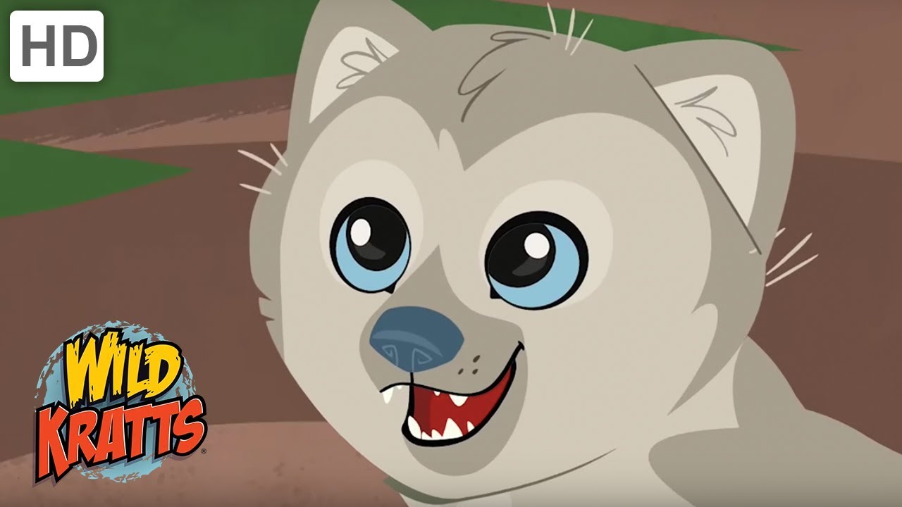 Wild Kratts - Reasons Why We Love Wild Animals | Kids Videos