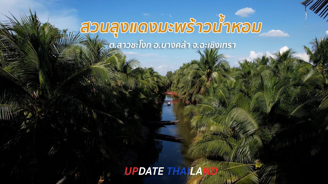 สวนลุงแดงมะพร้าวน้ำหอมบางคล้า จ ฉะเชิงเทรา #Update Thailand CH5 10 12 2566