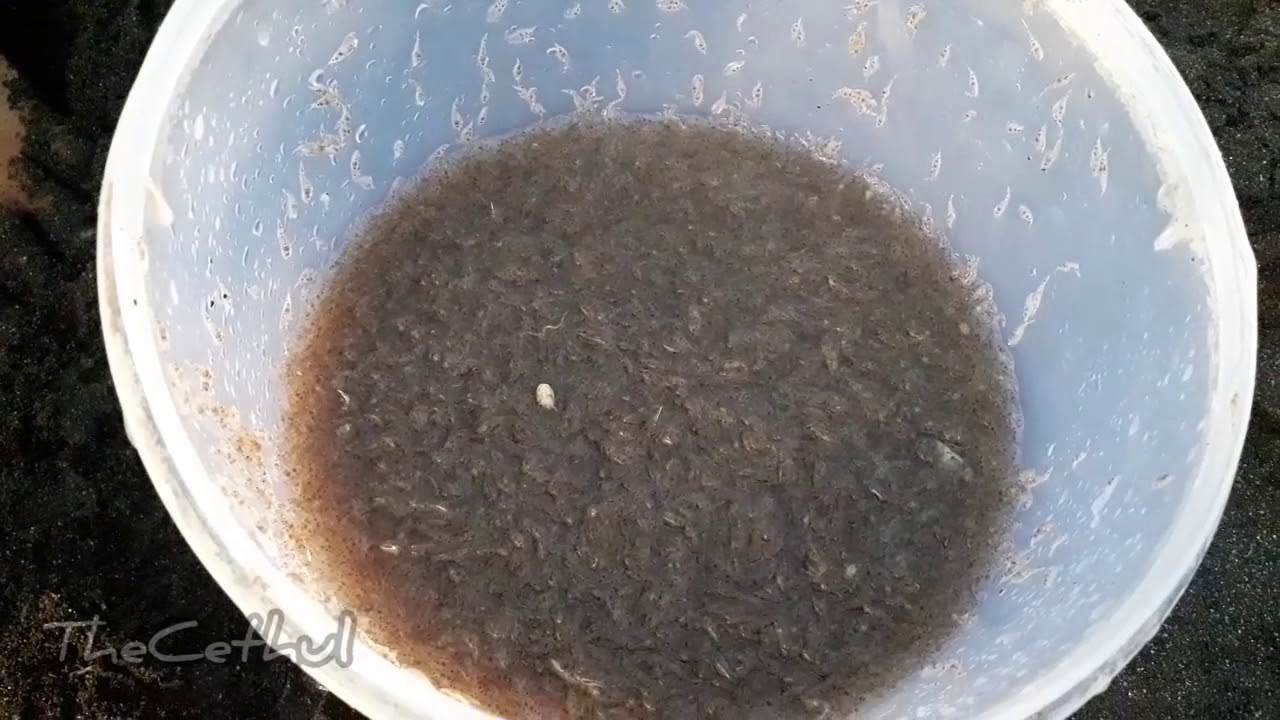 Mencari udang rebon ternyata mudah