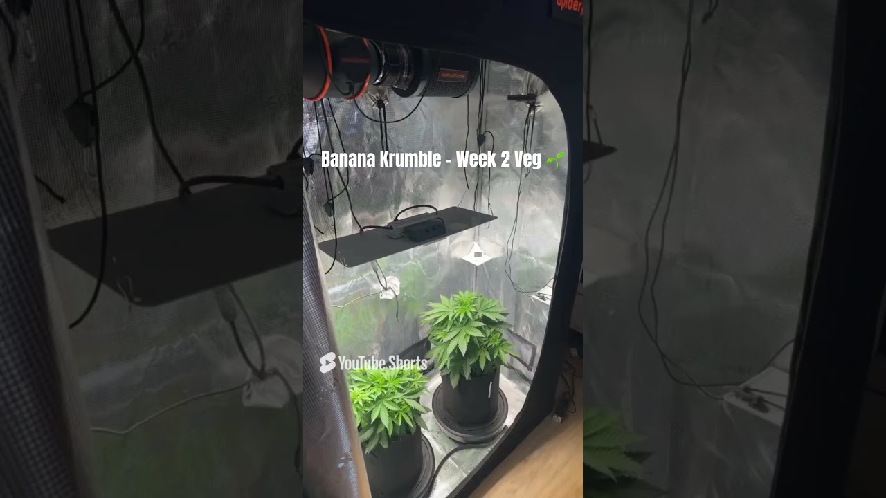 Grow Tent Setup | Spider Farmer SF2000 EVO + Ventilation & Climate Control #shorts