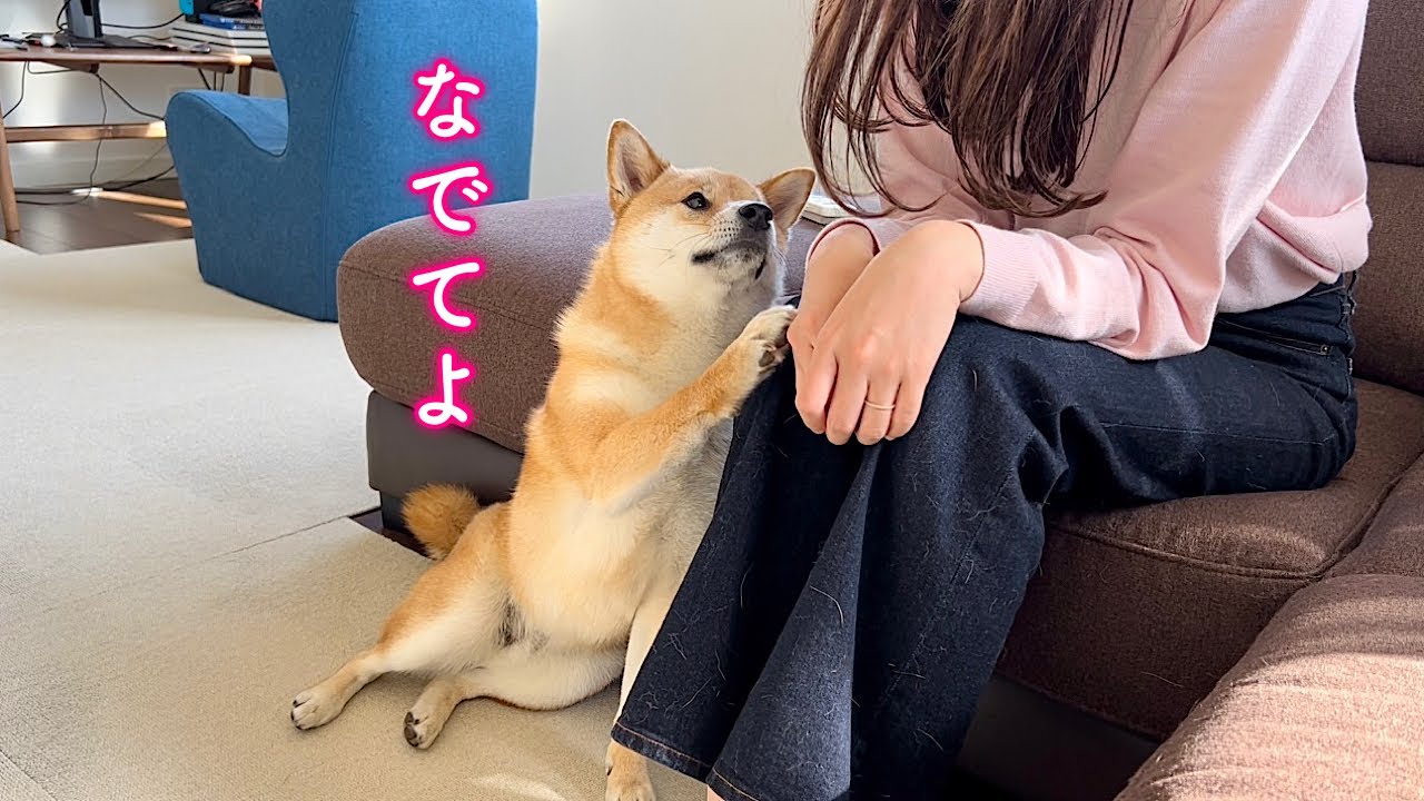 甘えん坊を無視したら痺れを切らしてなでなでを要求してくる柴犬が可愛い