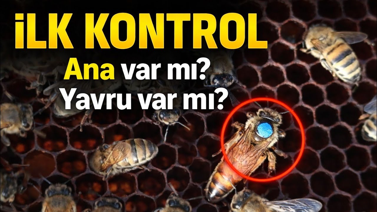 İlk Kontrol II Ana var mı ? II Yavru var mı ? 16.02.2026