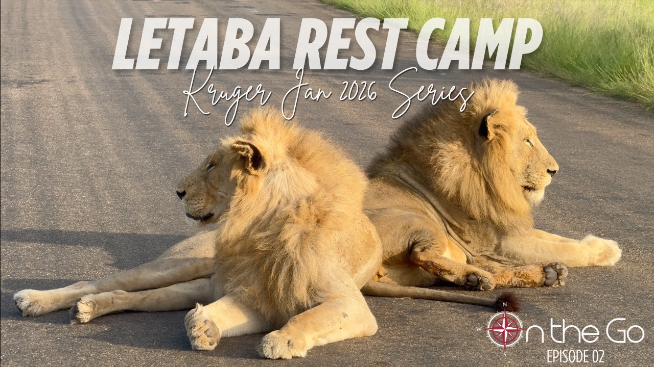 Kruger Jan ’26 Series | Episode 2 | Letaba Rest Camp | Trusting the Journey as Nature Reveals More