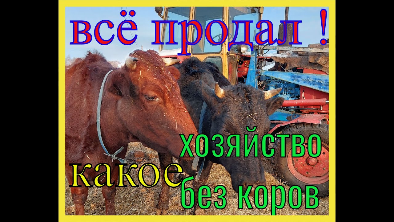 Продал последнюю дойную корову Баженит сбегает из глухой Сибирской деревни в большой город на пенсию