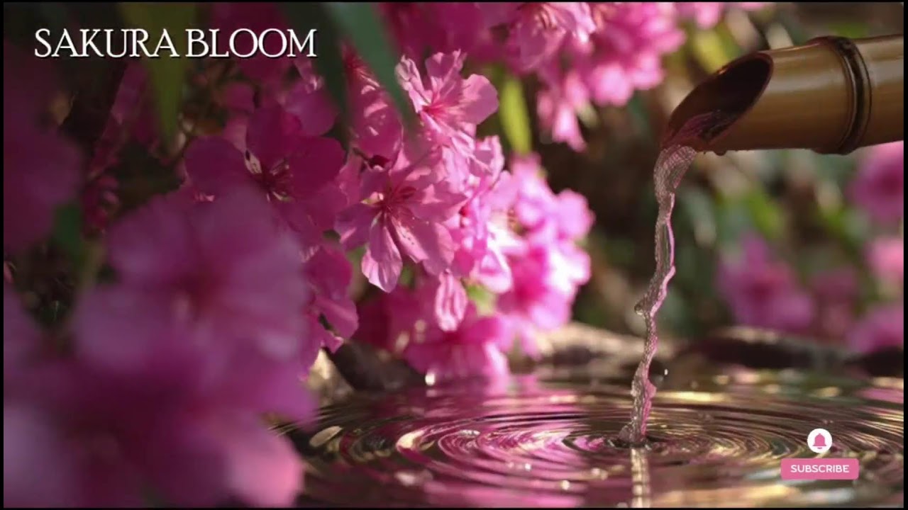 🔴 桜ブルーム – 癒しのピアノと日本の自然音 | 瞑想と安眠の音楽 Healing piano + nature sounds Jepang.