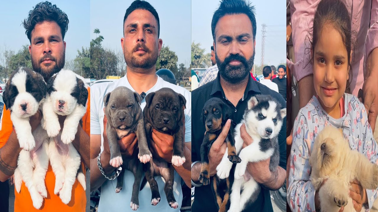 Puppy LOVE Takes Over Jalandhar DOG Market 2026