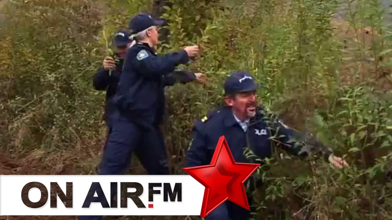 Cima, Fiza, Kungji - Kanabisi