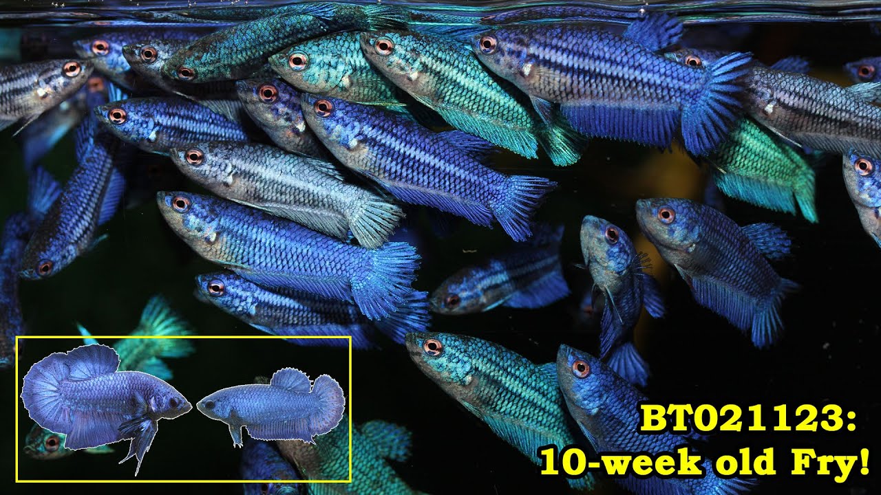 BT021123: 10-week old iridescent fry!