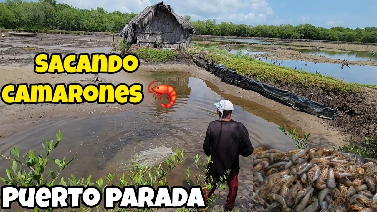 🚨100 camarones por $2 dolares. pesca de camarones!! un bello lugar El Salvador
