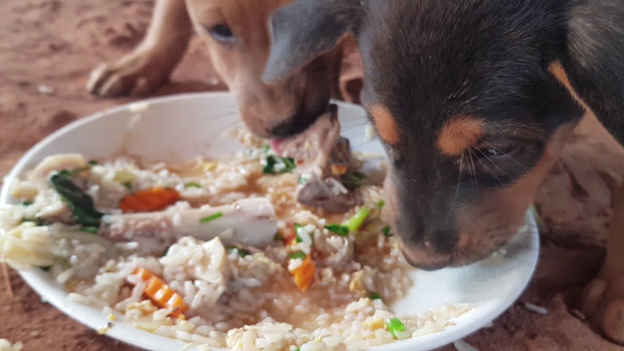 baby puppies hungry and puppy eating