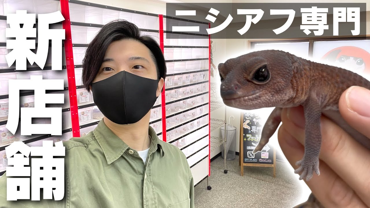 「新大阪駅」徒歩５分に新しくできた『ニシアフ専門店』に初潜入！可愛いニシアフリカトカゲモドキが多すぎ！