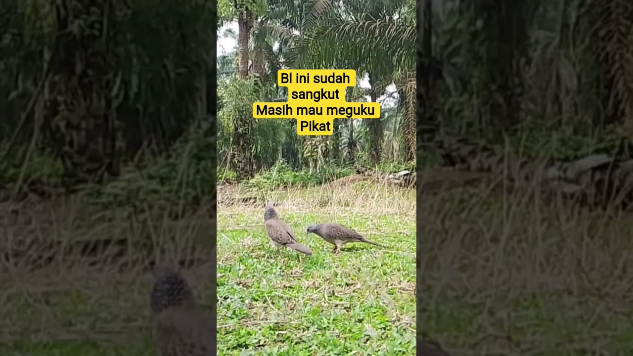 BL INI SUDAH SANKUT MASIH MAU MENGUKU PIKAT 