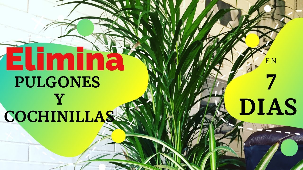Elimina pulgones y cochinilla de palmas en 7 días