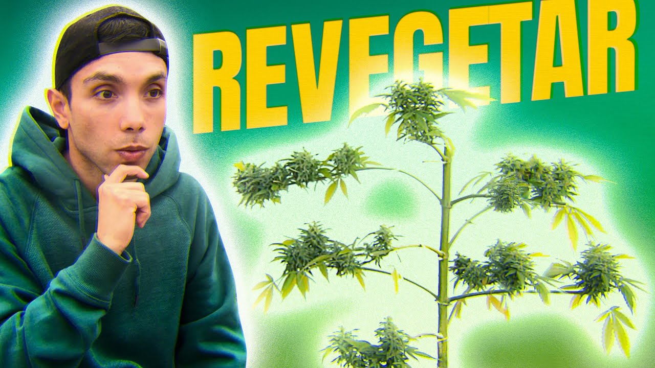 C&oacute;mo Revegetar una Planta de Marihuana