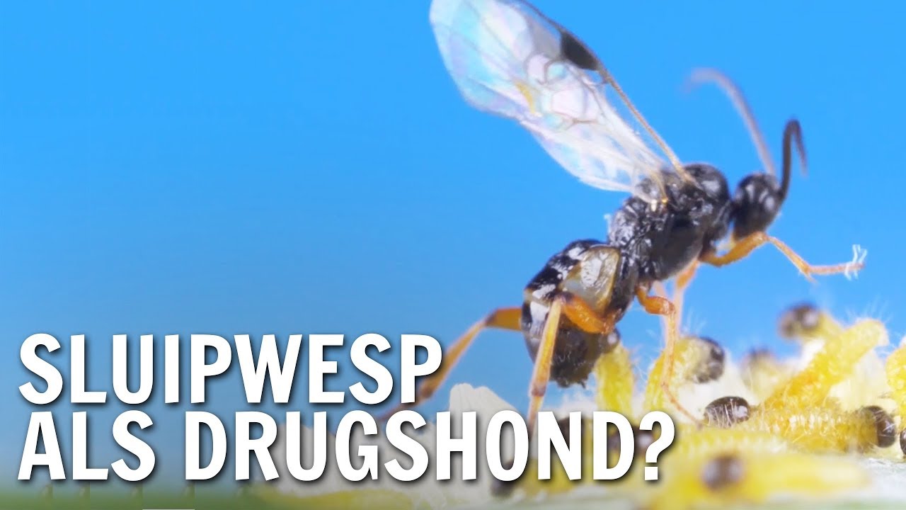 Waarom de sluipwesp de nieuwe drugshond is | De Buitendienst over Insecten