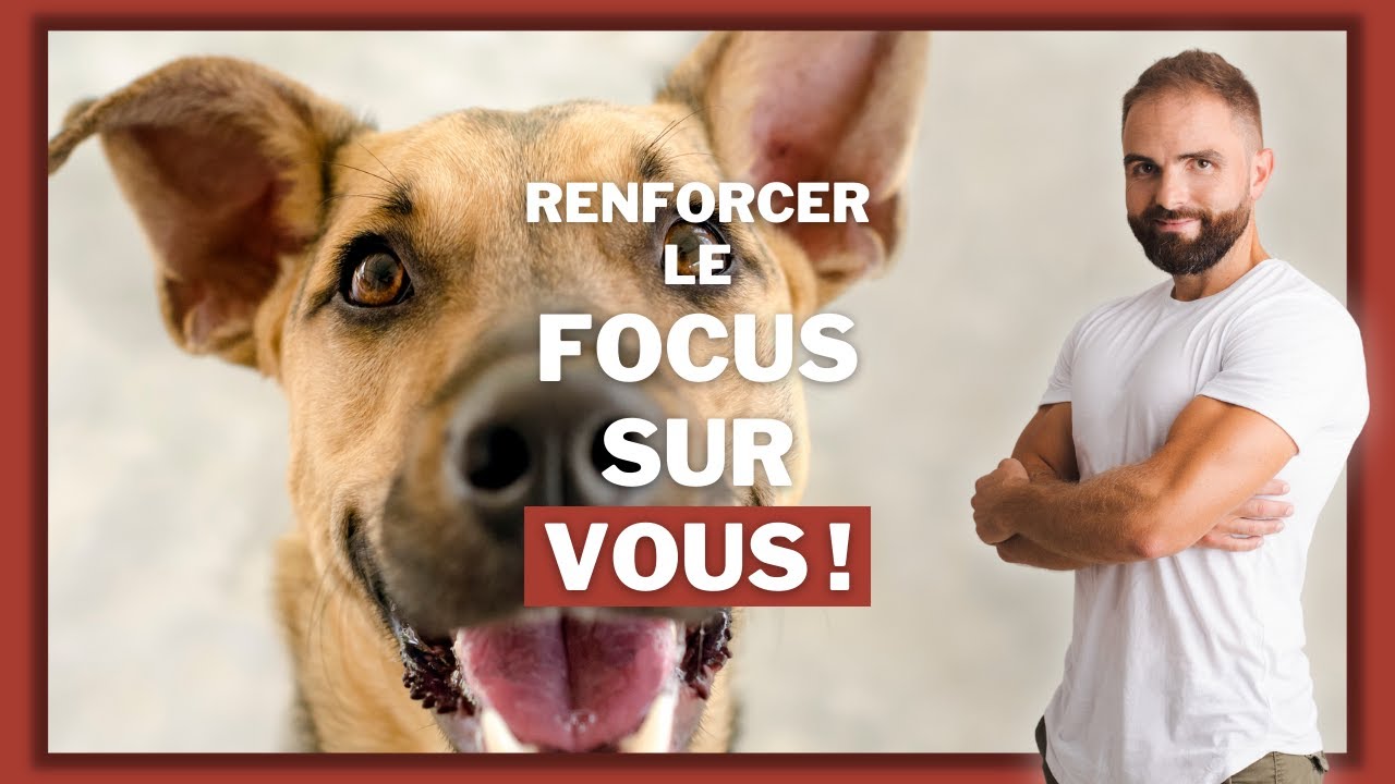 Etre connecté avec son chien