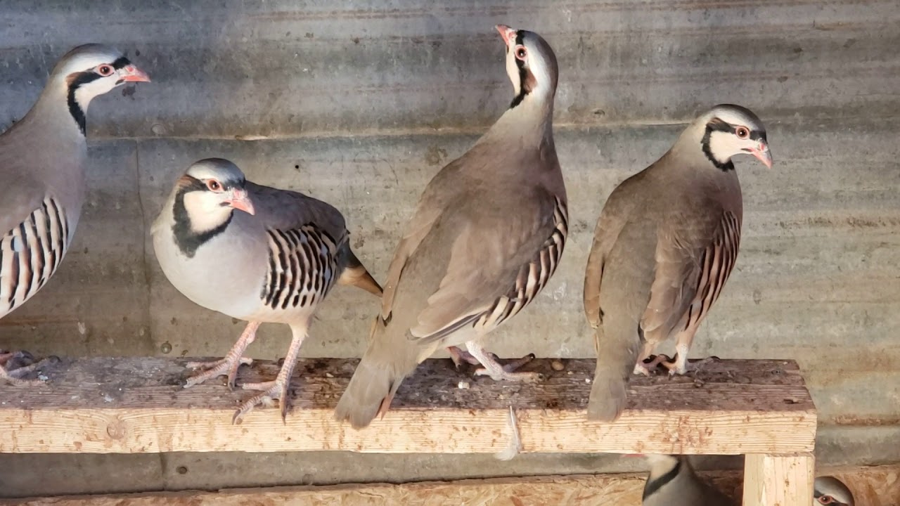 Chukars - Partridge