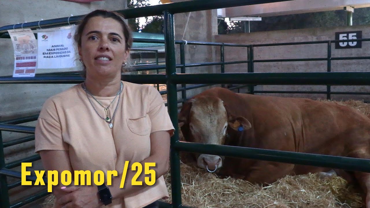 Veja o gigante do campo: o animal mais pesado de Portugal em destaque na EXPOMOR 2025.