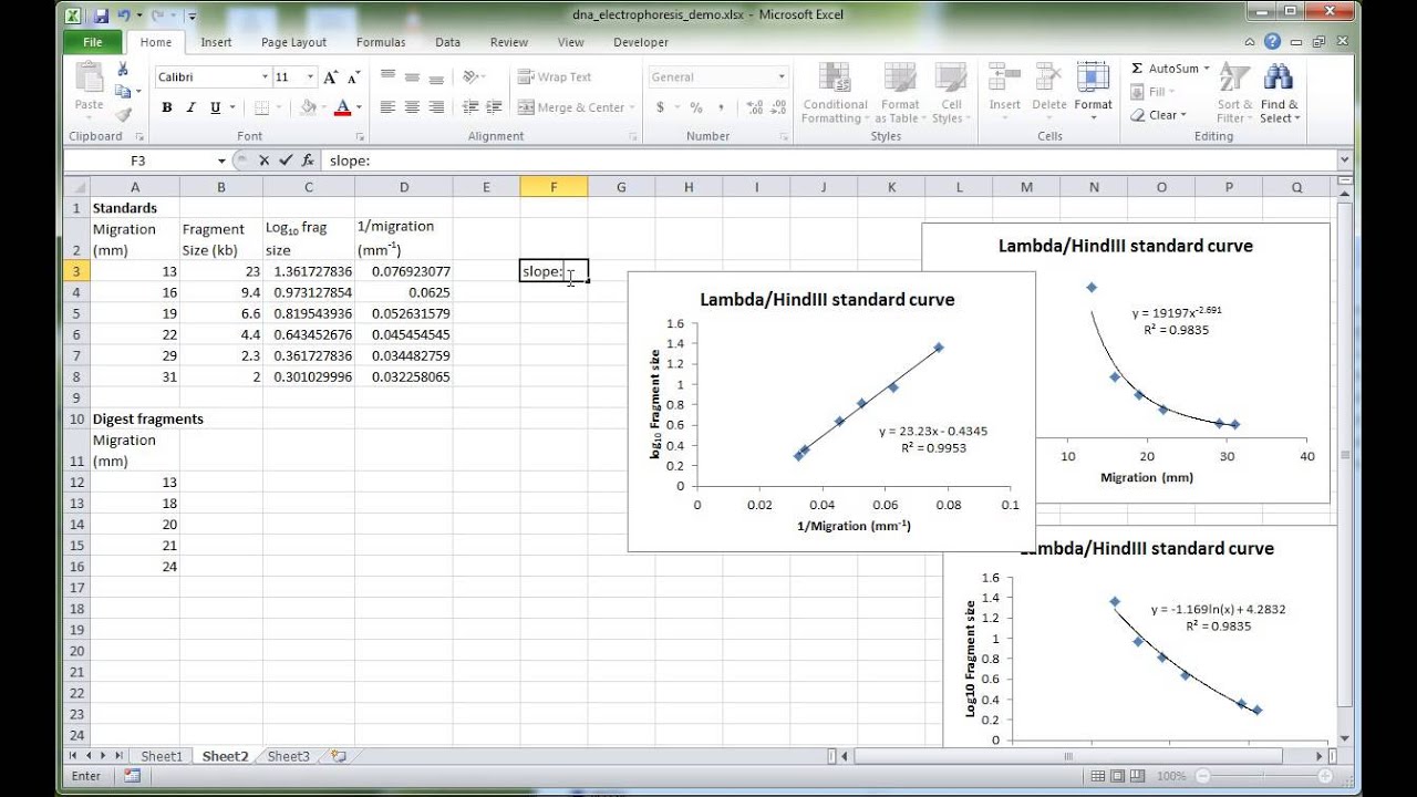 MBLG1 DNA electrophoresis analysis in Excel