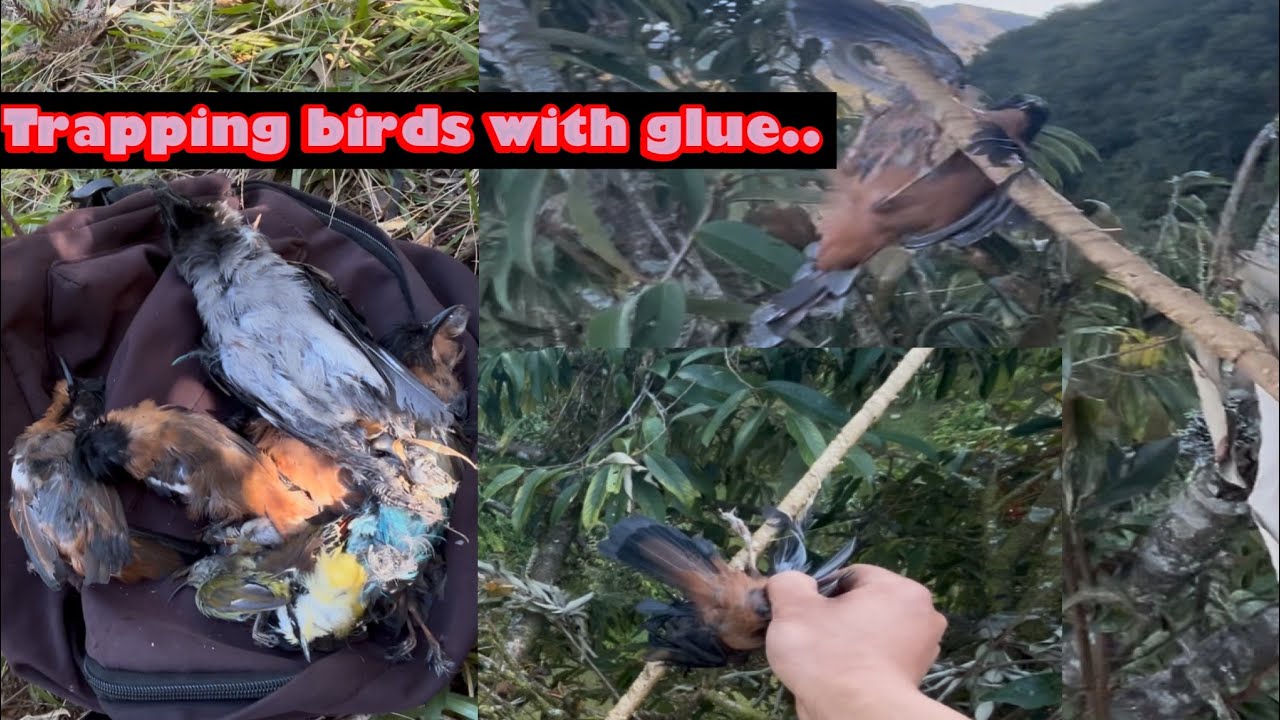 गाउमा लिसोमा चरा मारियो 😮 #survival #nepalvillagelifestyle #highlights #birdhunting 