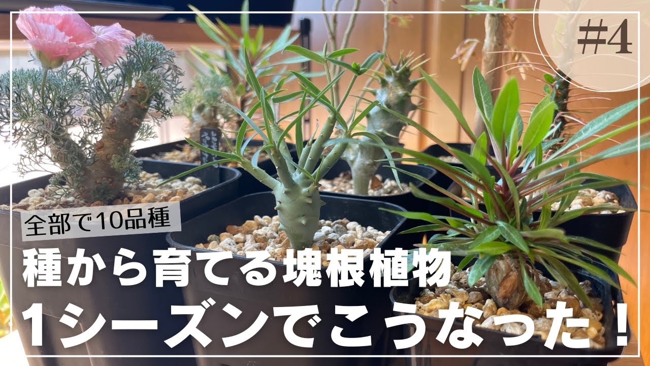 種から育てる塊根植物11種｜人気種から希少種まで実生成長記録2024④｜パキポディウム／フォーキィエリア／ユーフォルビアエチュベルクローサ／モンソニア