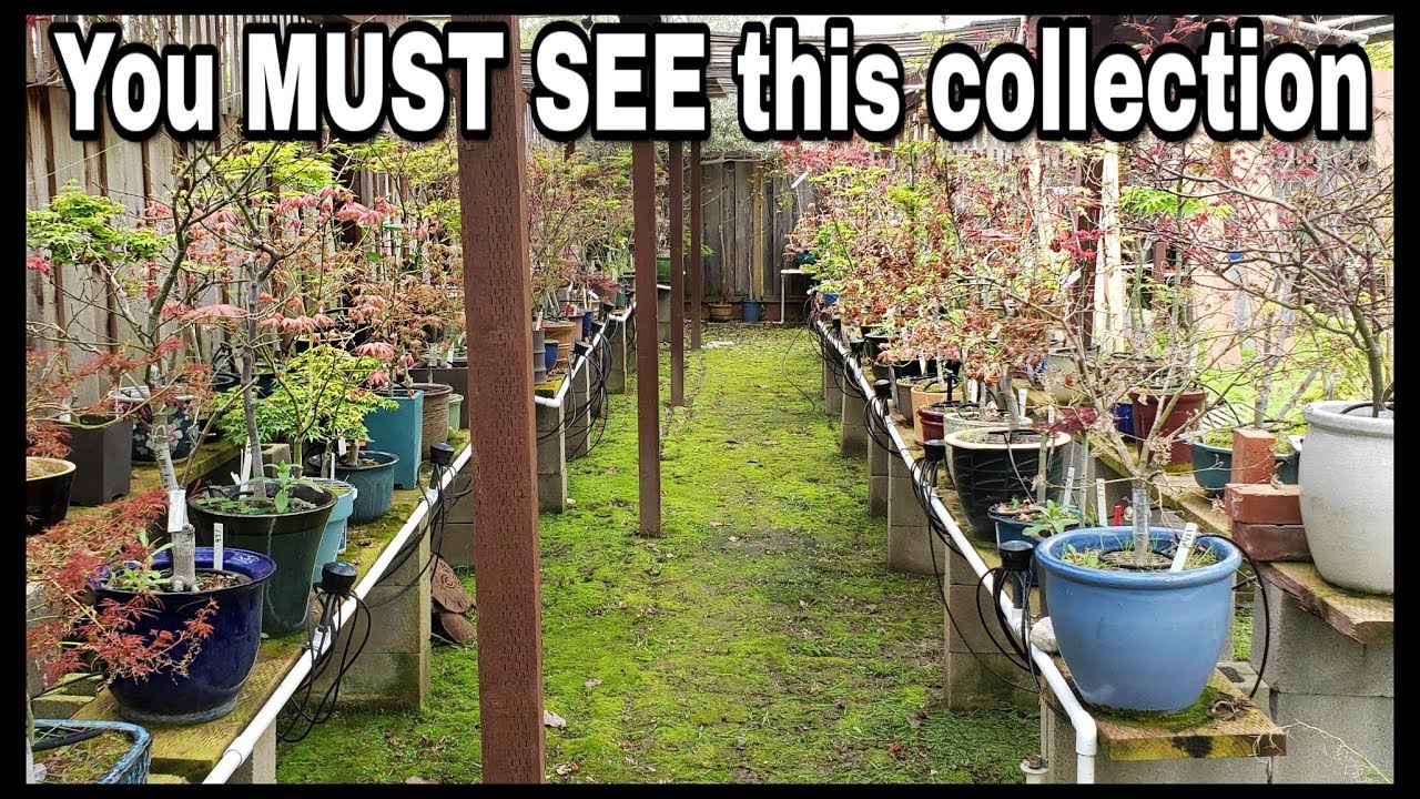 Spring Garden Tour 2019 | Largest Personal Japanese Maple Bonsai Collection