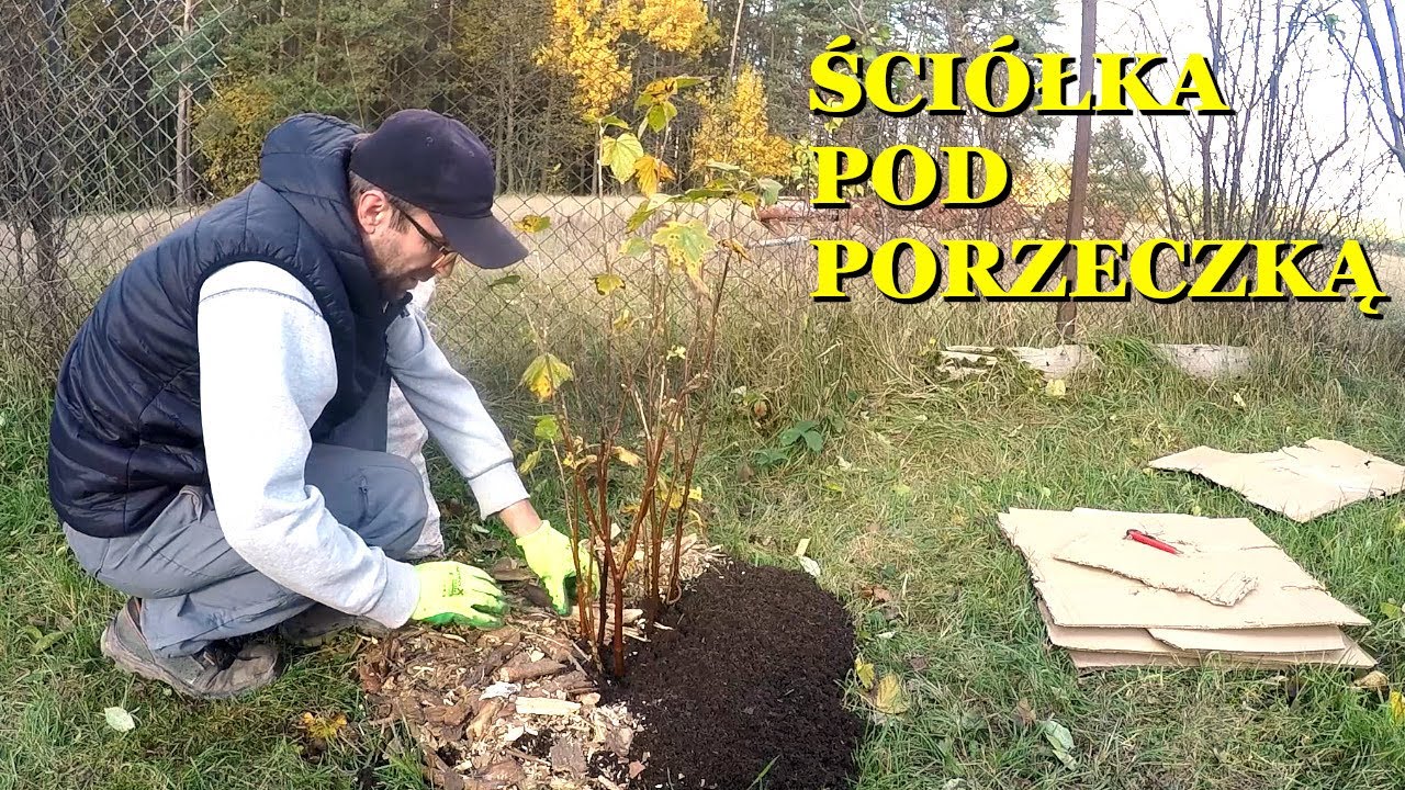 Ściółkowanie porzeczki jesienią