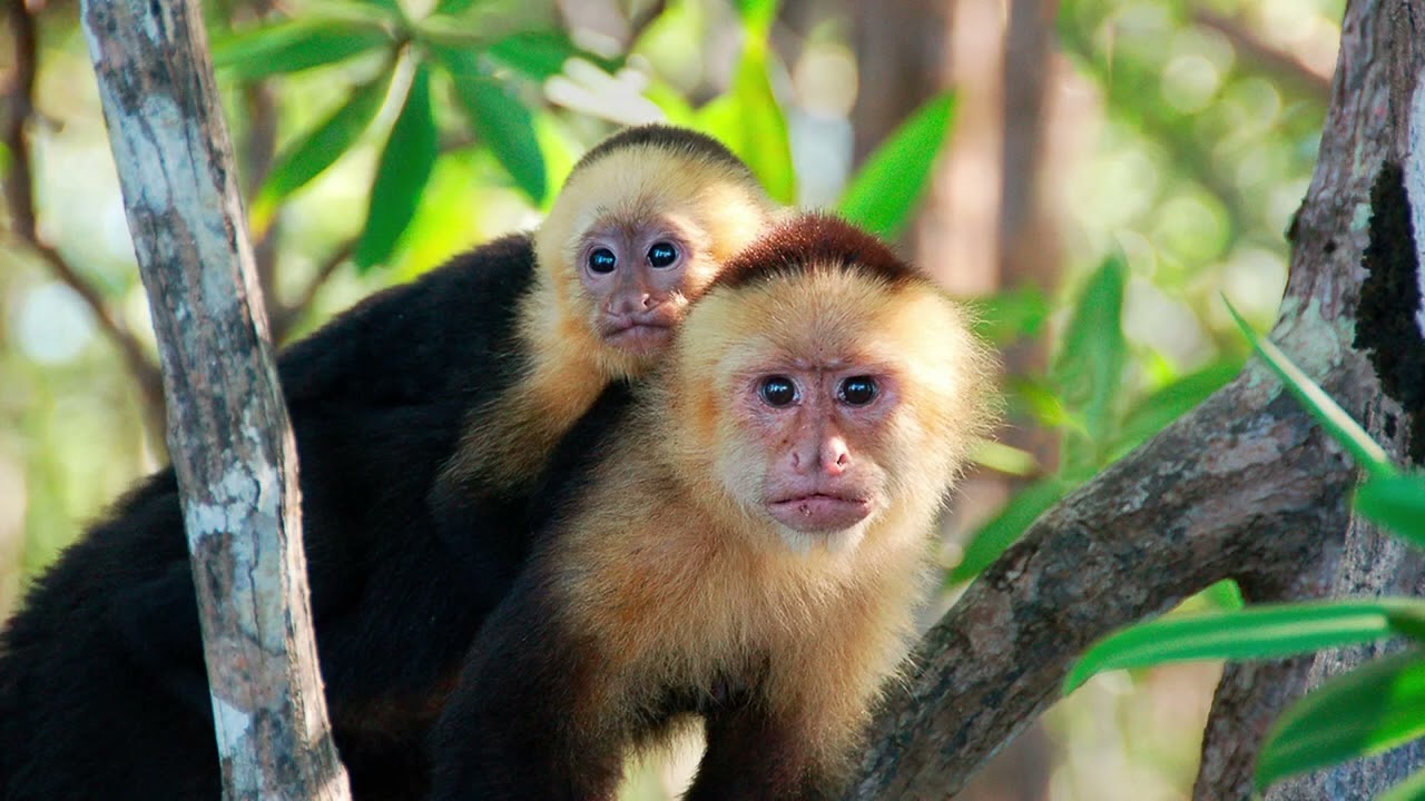 Intelligent Capuchin Monkeys