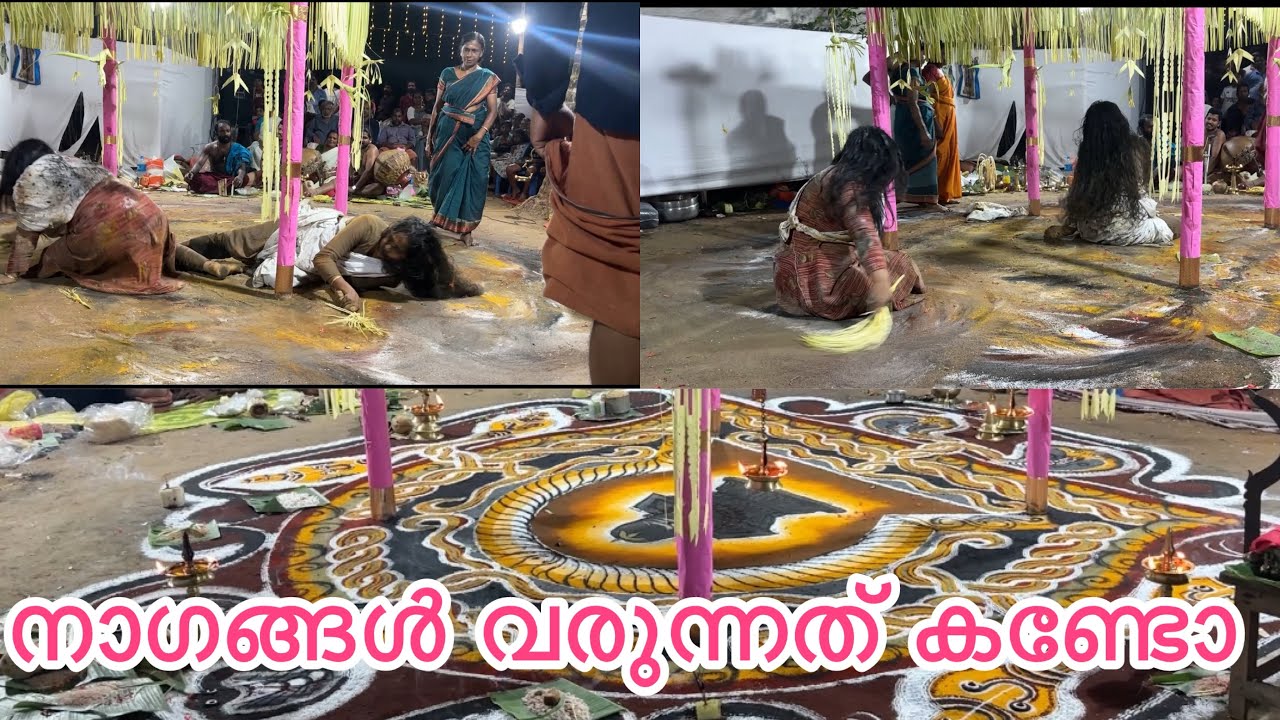 കരിനാഗം ||നാഗകളം സർപ്പക്കളം ||sarpakalam ||kerala traditional ||മാച്ചങ്ങത്ത്‌ കുടുംബ ക്ഷേത്രം ||