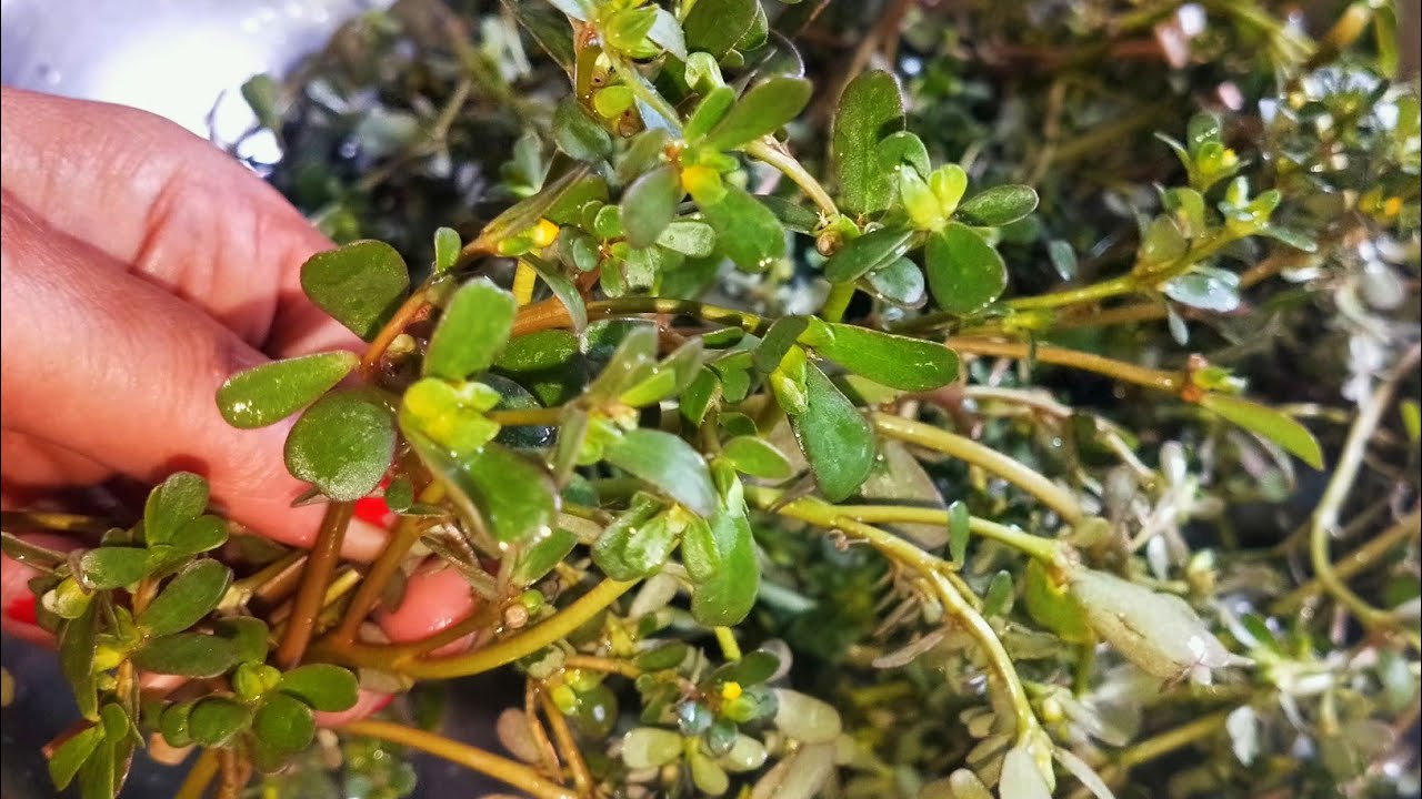 Waterhyssop (ब्राम्ही बूटी) की सब्जी || Health Benefits