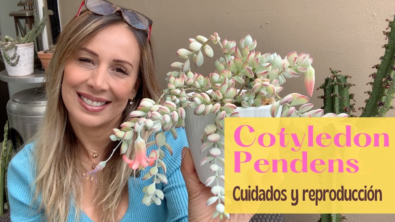 Hablemos de la suculenta dulces colgantes / Cotyledon pendens