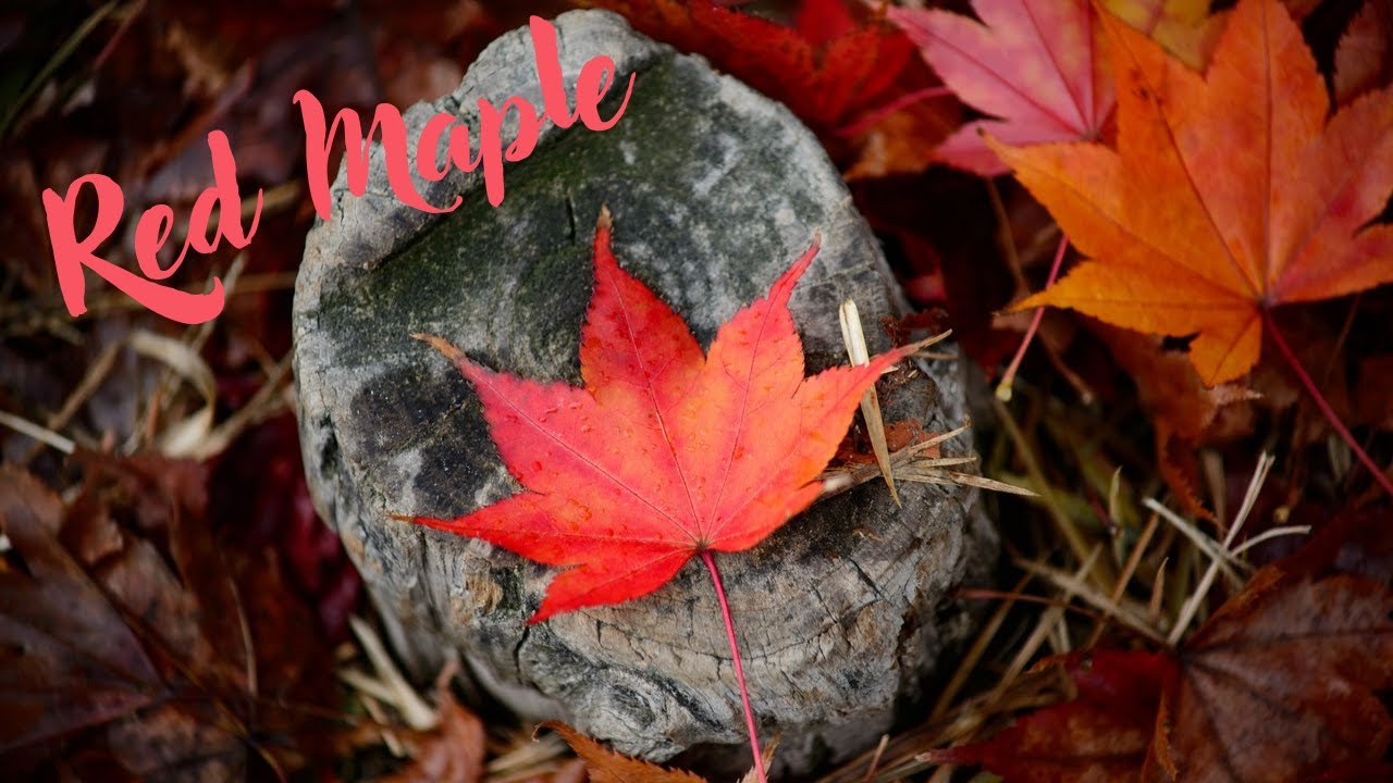 Relaxation Music - Red Maple