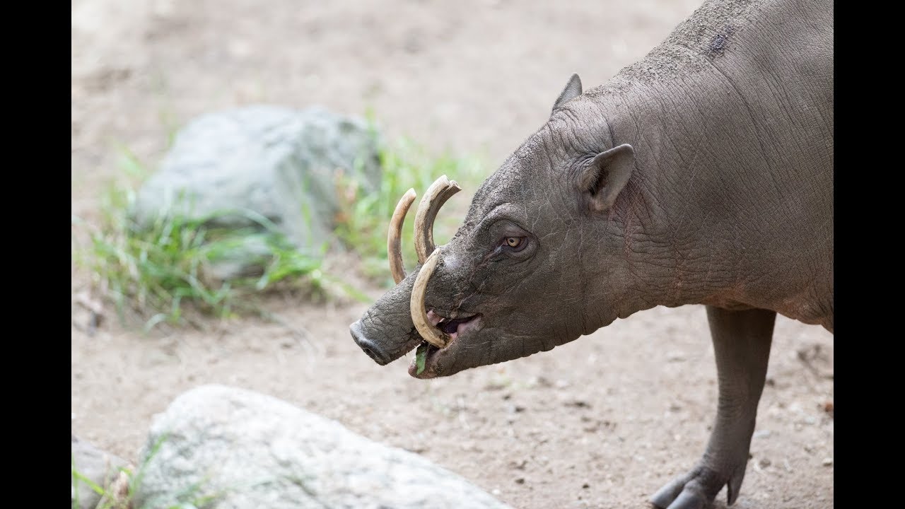Fastest animal in the family of pigs - BABIRUSA