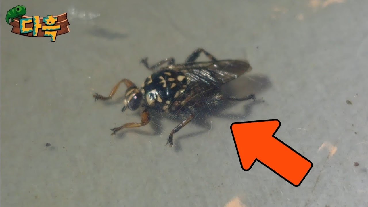 심약자 조심) 절대로 만지지말고 피하세요!! 한국에서도 나오는 가장 역겹고 무서운 곤충의 정체를 아시나요??